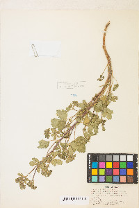 Potentilla biennis image