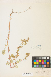 Potentilla biennis image