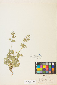 Potentilla biennis image