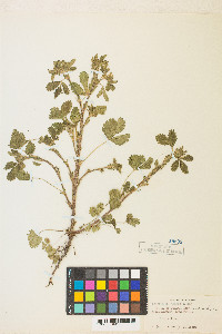 Potentilla biennis image