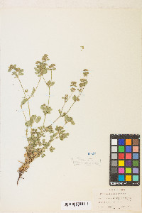 Potentilla biennis image