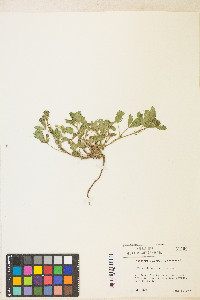 Potentilla biennis image