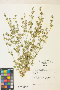 Potentilla biennis image