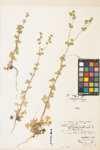 Potentilla biennis image