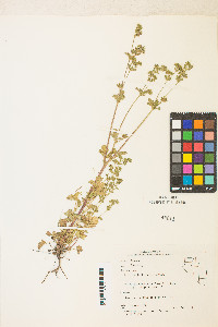 Potentilla biennis image