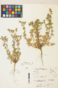 Potentilla biennis image