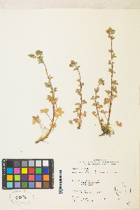 Potentilla biennis image