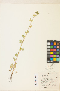 Potentilla biennis image