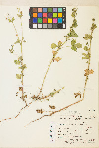 Potentilla biennis image