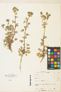 Potentilla biennis image