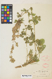 Potentilla biennis image