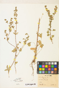 Potentilla biennis image