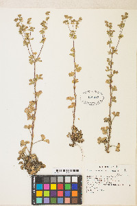 Potentilla biennis image