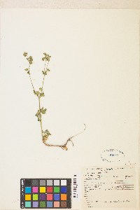 Potentilla biennis image