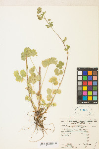 Potentilla biennis image