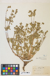 Potentilla biennis image