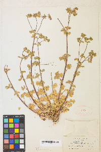 Potentilla biennis image