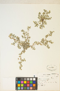 Potentilla newberryi image