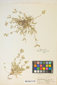 Potentilla newberryi image