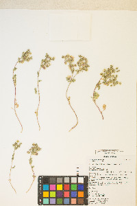 Potentilla newberryi image