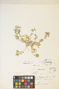 Potentilla newberryi image