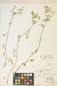 Potentilla newberryi image