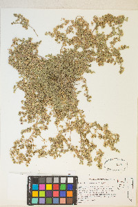 Potentilla newberryi image