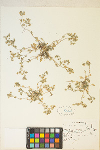Potentilla newberryi image