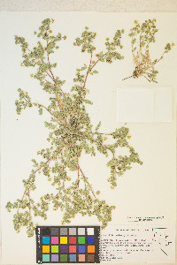Potentilla newberryi image