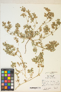 Potentilla newberryi image