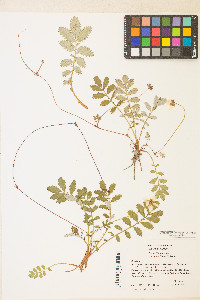 Potentilla pacifica image