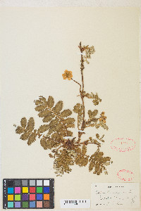 Potentilla pacifica image