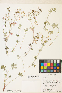 Potentilla argentea image