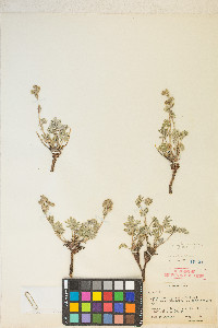 Potentilla rubricaulis image