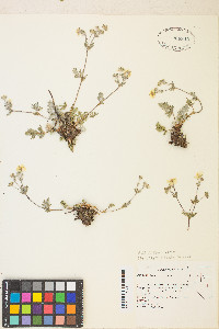 Potentilla amicarum image