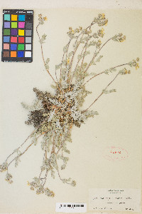 Potentilla breweri image