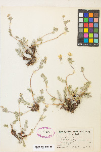 Potentilla breweri image