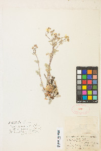 Potentilla breweri image