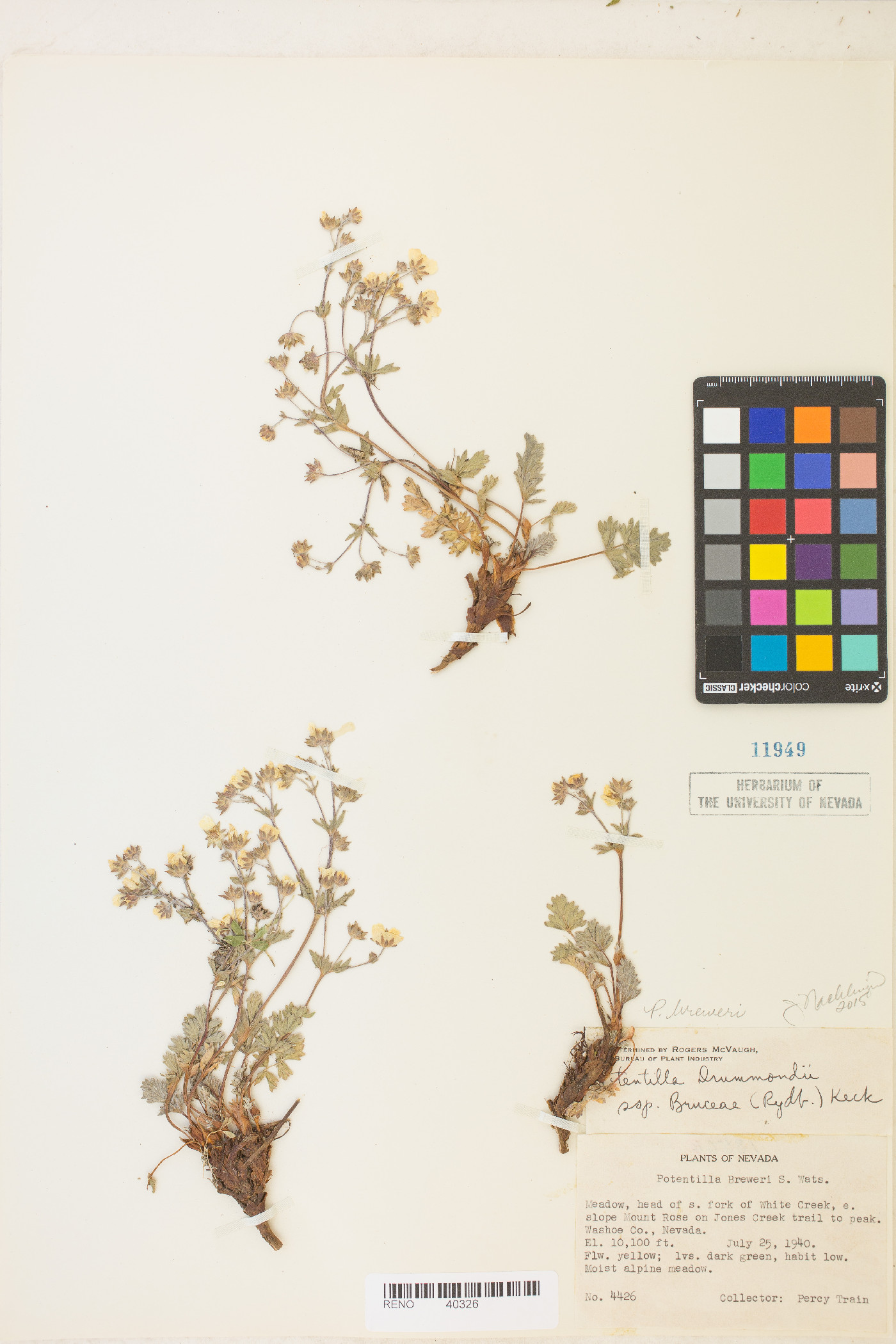 Potentilla amicarum image