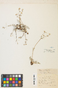 Potentilla breweri image