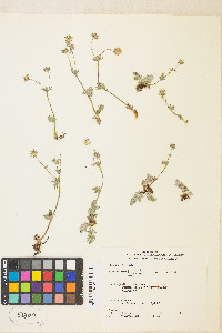 Potentilla breweri image