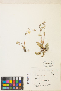 Potentilla breweri image