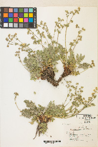 Potentilla bruceae image