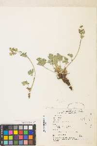 Potentilla bruceae image