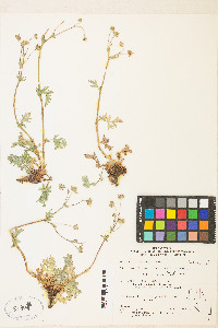 Potentilla bruceae image