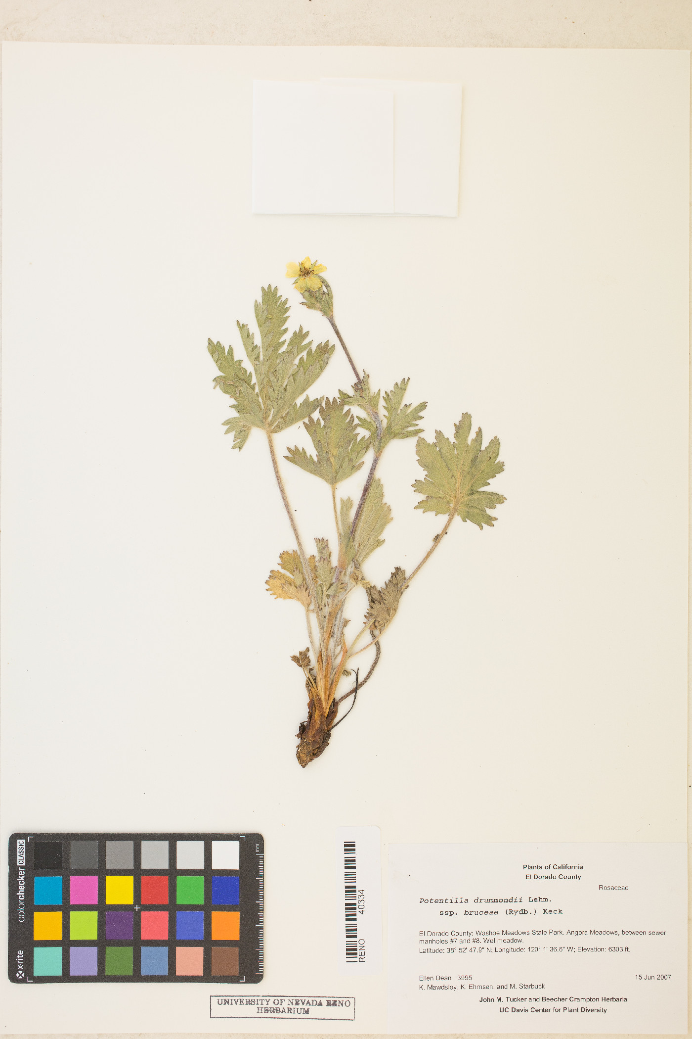 Potentilla bruceae image