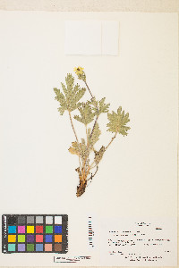 Potentilla bruceae image