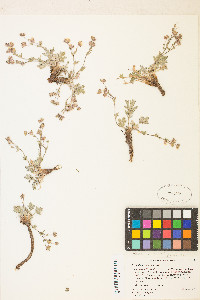 Potentilla concinna image