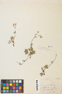 Potentilla concinna image