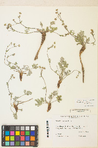 Potentilla concinna image